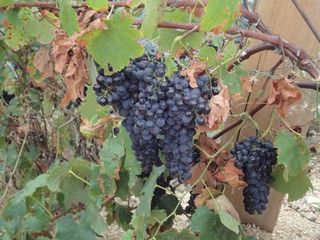 FRANCE2011 226.jpg