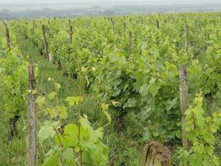 MEET THE VIGNERON 2 3.jpg