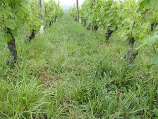 MEET THE VIGNERON 2 6.jpg