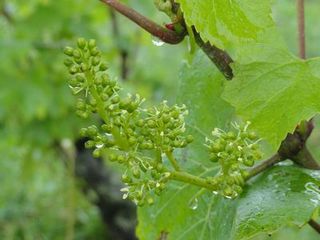 MEET THE VIGNERON 2 7.jpg