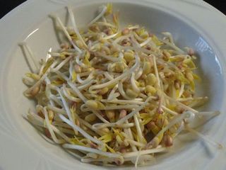 moyashi 8.jpg